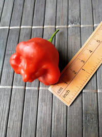 plod chilli papriky Bishop´s Crown: 18-CB1-1#4