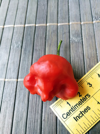 fruit of chilli pepper Bishop´s Crown: 18-CB1-1#6
