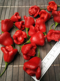 plod chilli papriky Bishop´s Crown: 18-CB1-1#9
