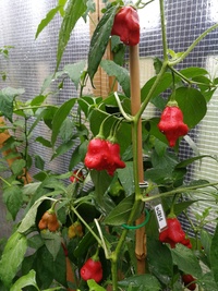plant of chilli pepper: Bishop´s Crown