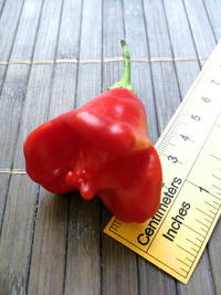 fruit of chilli pepper Bishop´s Crown: 18-CB1-5#1