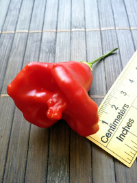 plod chilli papriky Bishop´s Crown: 18-CB1-5#3