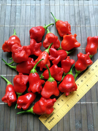 plod chilli papriky Bishop´s Crown: 18-CB1-5#5