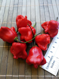 plod chilli papriky Bishop´s Crown: 18-CB1-5#6