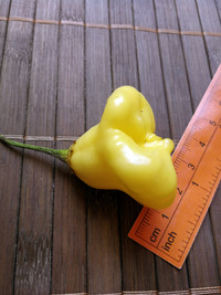 fruit of chilli pepper Aji White Fantasy: 18-CB2-1#1