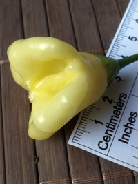 fruit of chilli pepper Aji White Fantasy: 18-CB2-1#3