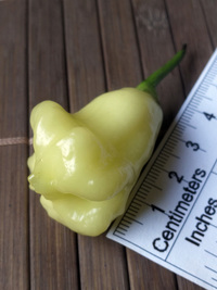fruit of chilli pepper Aji White Fantasy: 18-CB2-1#6
