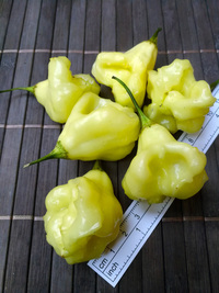 fruit of chilli pepper Aji White Fantasy: 18-CB2-2#6