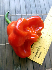 fruit of chilli pepper: Jamaican Bell