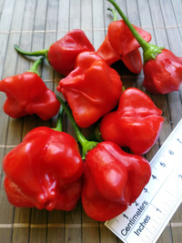 fruit of chilli pepper Jamaican Bell: 18-CB3-3#12