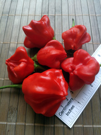 fruit of chilli pepper Jamaican Bell: 18-CB3-3#13