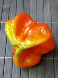 fruit of chilli pepper Jamaican Bell: 18-CB3-3#14