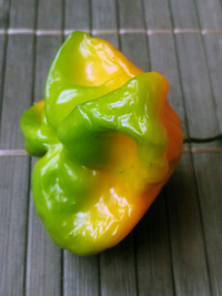 fruit of chilli pepper Jamaican Bell: 18-CB3-3#15
