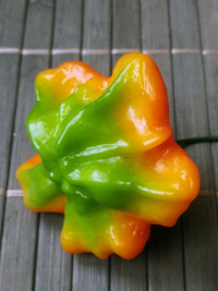 fruit of chilli pepper Jamaican Bell: 18-CB3-3#16
