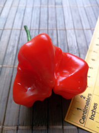 plod chilli papriky Jamaican Bell: 18-CB3-3#4