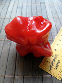 fruit of chilli pepper Jamaican Bell: 18-CB3-3#5