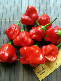 fruit of chilli pepper Jamaican Bell: 18-CB3-3#6