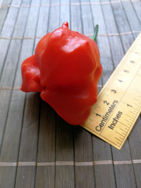 plod chilli papriky Jamaican Bell: 18-CB3-3#7