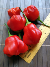 fruit of chilli pepper Jamaican Bell: 18-CB3-3#8