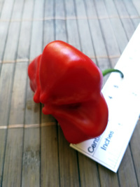 fruit of chilli pepper Jamaican Bell: 18-CB3-3#9