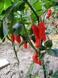plant of chilli pepper: Venezuelan Tiger