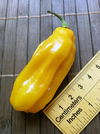 fruit of chilli pepper Venezuelan Tiger Orange: 18-CC10O-12#1