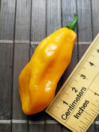 fruit of chilli pepper Venezuelan Tiger Orange: 18-CC10O-2#2