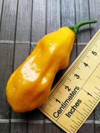 fruit of chilli pepper Venezuelan Tiger Orange: 18-CC10O-2#3