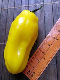 fruit of chilli pepper Venezuelan Tiger Yellow: 18-CC10Y-11#1