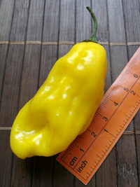 fruit of chilli pepper: Venezuelan Tiger Yellow