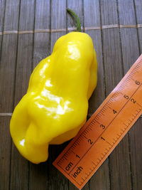 fruit of chilli pepper Venezuelan Tiger Yellow: 18-CC10Y-11#3