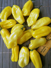 fruit of chilli pepper Venezuelan Tiger Yellow: 18-CC10Y-11#9