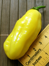 fruit of chilli pepper Venezuelan Tiger Yellow: 18-CC10Y-11#5