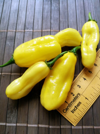 fruit of chilli pepper Venezuelan Tiger Yellow: 18-CC10Y-11#4