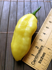 fruit of chilli pepper Venezuelan Tiger Yellow: 18-CC10Y-2#2