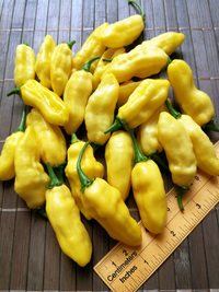 fruit of chilli pepper Venezuelan Tiger Yellow: 18-CC10Y-2#3