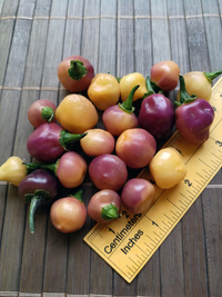 fruit of chilli pepper Cheiro Roxa: 18-CC11-11#1