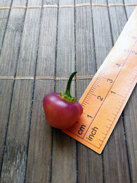 fruit of chilli pepper Cheiro Roxa: 18-CC11-1#1