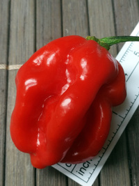 fruit of chilli pepper: Habanero Red