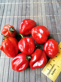 plod chilli papriky Habanero Red: 18-CC13-5#2