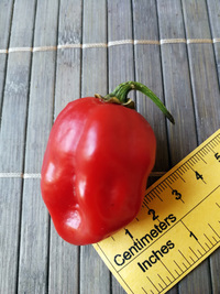 fruit of chilli pepper Habanero Red: 18-CC13-5#3