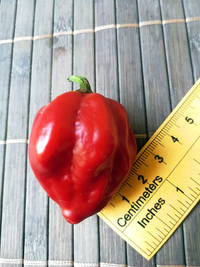plod chilli papriky Habanero Red: 18-CC13-5#4