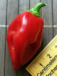 plod chilli papriky Habanero Red: 18-CC13-5#5