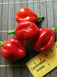 plod chilli papriky Habanero Red: 18-CC13-5#6