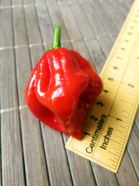 fruit of chilli pepper Habanero Red: 18-CC13-5#7