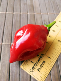 plod chilli papriky Habanero Red: 18-CC13-5#8
