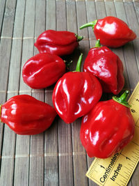 fruit of chilli pepper Habanero Red: 18-CC13-5#9