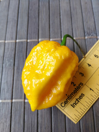 fruit of chilli pepper: Bhut Jolokia Yellow
