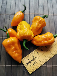 fruit of chilli pepper Bhut Jolokia Yellow: 18-CC14-1#3