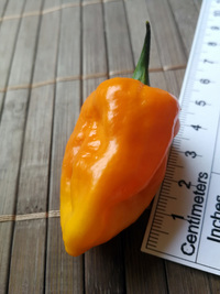 fruit of chilli pepper Bhut Jolokia Yellow: 18-CC14-1#4